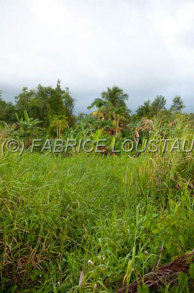 20120819-FLS_5494.jpg